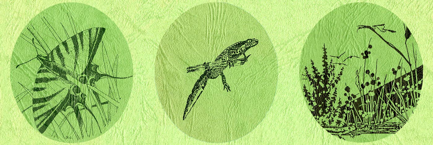 MNHN - Publications scientifiques