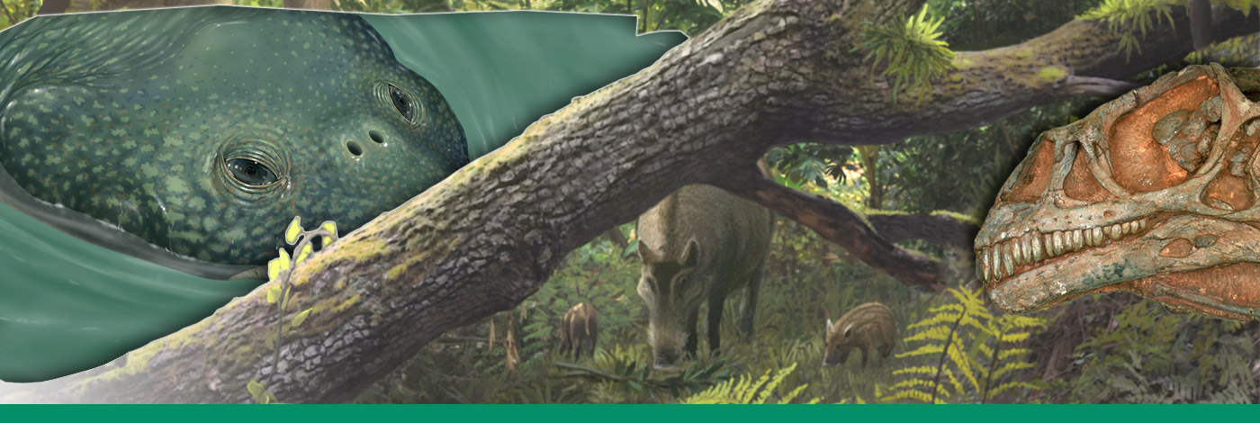 MNHN - Publications scientifiques