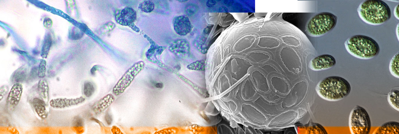 MNHN - Publications scientifiques