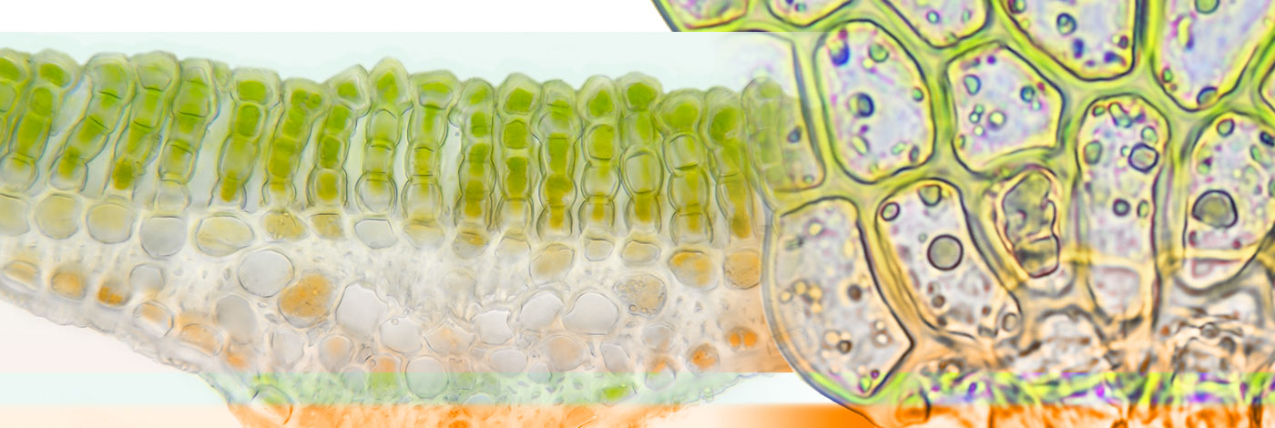 MNHN - Publications scientifiques