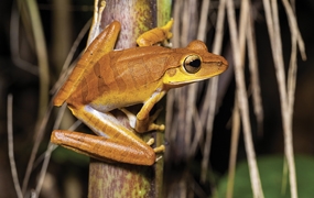 Handbook of Amphibians of French Guiana
