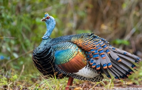 Exploring the history of turkey management and domestication