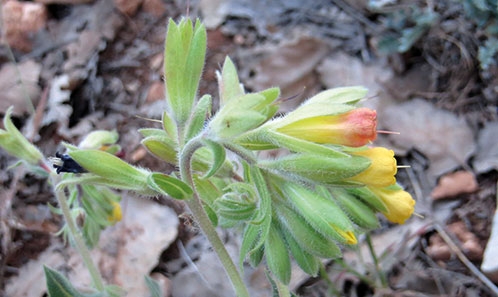 Nouveaux taxons d’<i>Onosma</i> L. (Boraginaceae, Lithospermeae) d’Iran