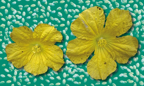 Une nouvelle variété taxonomique de <i>Luffa aegyptiaca</i> Mill., courge éponge sauvage d’Odisha, en Inde