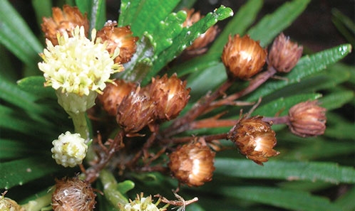 Nouveautés dans le genre <i>Psiadia</i> Jacq. ex Willd. (Compositae) de Madagascar et des Comores