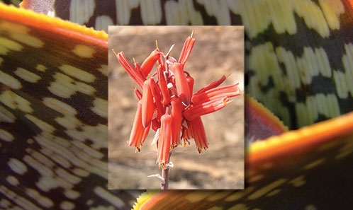 Révision taxonomique du groupe de plantes du sud malgache appartenant au complexe <i>Aloe deltoideodonta</i> Baker (Asphodelaceae)