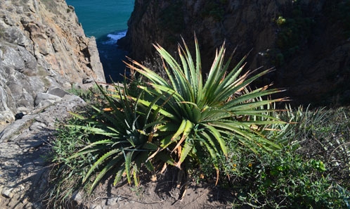 <i>Hechtia atlantica</i> sp. nov. (Bromeliaceae), une espèce nouvelle de Veracruz, Mexique