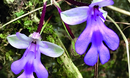 Description d’une espèce nouvelle de <i>Cynorkis</i> Thouars (Orchidaceae, Orchidoideae) endé﻿mique de Mayotte (archipel des Comores, océan Indien)