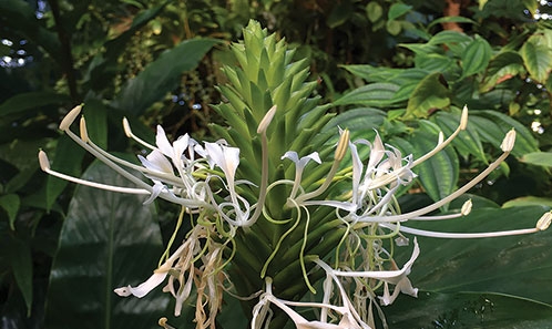 Lectotypification de <i>Hedychium thyrsiforme</i> Buch.-Ham. ex Sm. (Zingiberaceae)