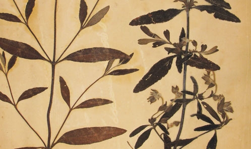 Clarification des incertitudes nomenclaturales entourant <i>Cistus pouzolzii</i> Delile, <i>C. × florentinus</i> Lam. et <i>C. × varius</i> Pourr. (Cistaceae)