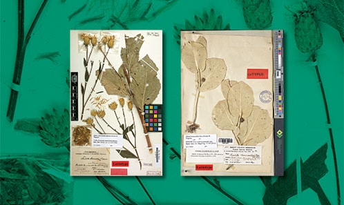 Lectotypification de deux taxons endémiques turcs du genre <i>Klasea</i> Cass. (Asteraceae, Cardueae)