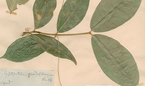 Typification de deux noms dans les genres <i>Euonymus</i> L. et <i>Glyptopetalum</i> Thwaites et position taxonomique correcte de <i>Hippocratea angulata</i> Griff. (Celastraceae)