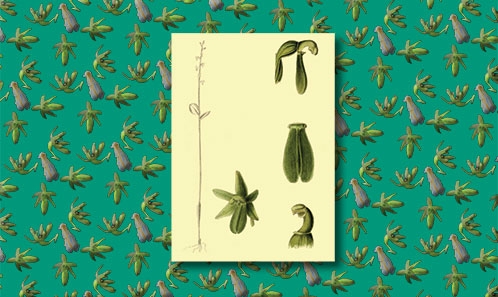 Un synonyme nouveau pour <i>Neottia alternifolia</i> (King & Pantl.) Szlach. (Orchidaceae) et lectotypification de son basionyme