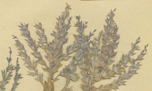 Typification de <i>Salvia smyrnaea</i> et<i> Salvia eriophora</i> (Lamiaceae) décrites par Pierre Edmond Boissier de Turquie.