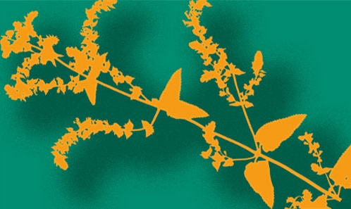 Lectotypification de trois noms de <i>Teucrium</i> L. (Lamiaceae)