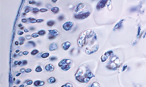 Nouvelle espèce du genre cryptique <i>Gloiocladia</i> J.Agardh (Faucheaceae, Rhodophyta) des écosystèmes coralliens mésophotiques hawaïens