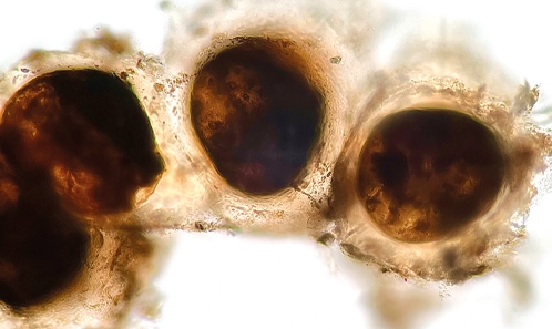 De retour après une extinction locale présumée : le cas du <i>Sargassum hornschuchii </i>C.Agardh (Fucales: Heterokontophyta) en Méditerranée espagnole