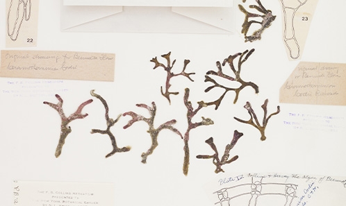 Le séquençage du génome du matériel Phycotheca Boreali-Americana de <i>Ceramothamnion codii </i>H.Richards confirme la synonymie de <i>Stirkia</i> Barros-Barreto & Maggs avec <i>Ceramothamnion</i> H.Richards