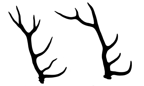 Des continents aux îles : suivre le cerf élaphe (<i>Cervus elaphus</i> Linnaeus, 1758) et son « cousin gênant », le wapiti (<i>Cervus canadensis</i> Erxleben, 1777) en Europe