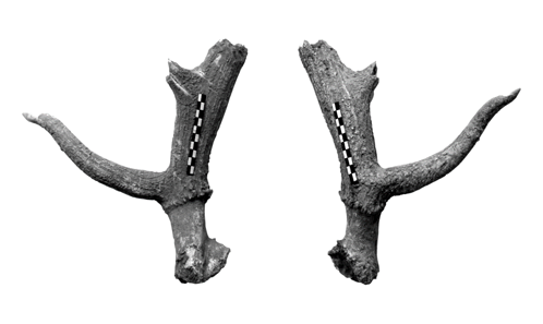 Importance économique du <i>Cervus elaphus</i> dans la culture Gumelnița (V<sup>e</sup> millénaire avant J.-C.) : de la ressource alimentaire aux ressources techniques