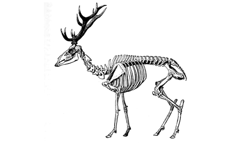 Stratégies d’exploitation des bois de cerf (<i>Cervus elaphus</i> Linnaeus, 1758) et compétences techniques des communautés du Néolithique et du début du Chalcolithique du Plateau iranien