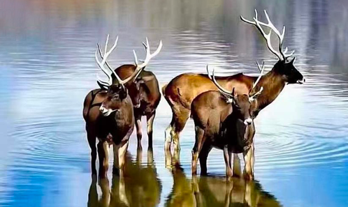 Présages de bonne fortune et de la vitalité éternelle : représentations et traditions religieuses et séculaires dans la mythologie des cerfs au Tibet et en Himalaya