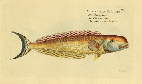  Les enjeux et les pratiques de l’éponymie dans l’histoire de la nomenclature zoologique et botanique au XVIII<sup>e</sup> siècle