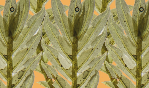 Notes sur les <i>Fissidens</i> africains, avec <i>F. colliculosus </i>Brugg.-Nann., sp. nov., <i>F. sciophyllus </i>subsp. <i>capeverdensis</i> subsp. nov. et <i>F. pellucidus </i>var. <i>ripensis </i>comb. nov., stat. nov.