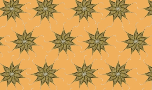 Trois espèces remarquables de mousses inédites en Turquie et en Asie du Sud-Ouest