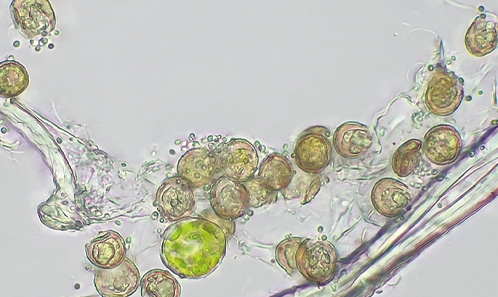 Les spores de <i>Tortula inermis</i> (Brid.) Mont. deviennent-elles résistantes à la dessiccation pendant la germination?