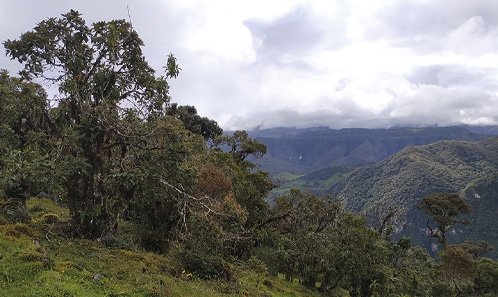 Nouveaux signalements de <i>Frullania</i> Raddi (Frullaniaceae, Marchantiophyta) au Pérou, y compris des notes sur <i>F. tetraptera</i> Nees & Mont. et ses synonymes