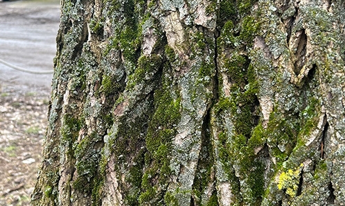 Évolution dans la présence de bryophytes épiphytes dans le centre de Wrocław (Pologne) au cours de la période 2013-2023 et questionnement sur leurs rapports avec les changements climatiques