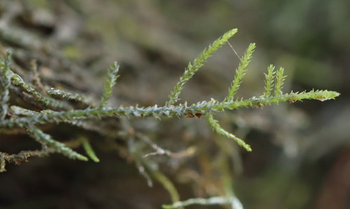 <i>Ignatovia</i> (Leskeaceae, Bryophyta), un genre monospécifique endémique de Russie, nouvellement trouvé à Pékin, Chine, avec des références spéciales aux génomes complets de ses organelles