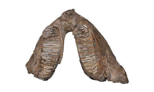 Nouvelles données concernant l’évolution morphologique et les adaptations alimentaires d’<i>Elephas recki</i> (Dietrich, 1915) de la formation plio-pléistocène de Shungura (basse vallée de l’Omo, Éthiopie)