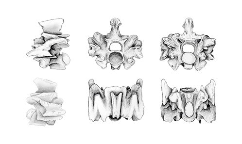 Quand les vertèbres des serpents atteignent l’extrême – révision, morphologie vertébrale et variation intracolonnaire du mystérieux serpent <i>Cadurceryx</i> Hoffstetter & Rage, 1972, de l’Éocène européen