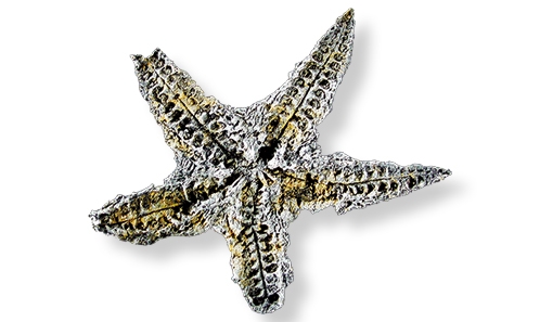 <i>Degeneraster spenceri</i> n. gen., n. sp. (Asteroidea; Ordovicien) et l’interprétation de la diversification initiale des astérozoaires