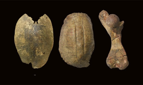 Changements de taille corporelle chez les reptiles de la Formation de Shungura en contextes biotiques et abiotiques