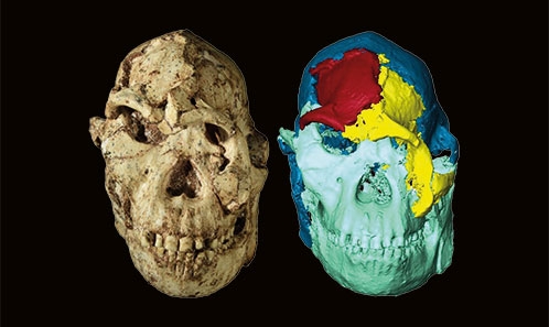 Reconstruction virtuelle et étude comparative de la face de StW 573 (« Little Foot »)