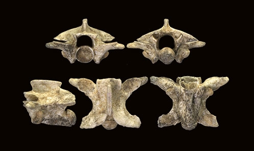 Premiers restes fossiles du colubridé actuel <i>Zamenis situla </i>(Linnaeus, 1758) (Serpentes) provenant de l’île de Crète, en Grèce