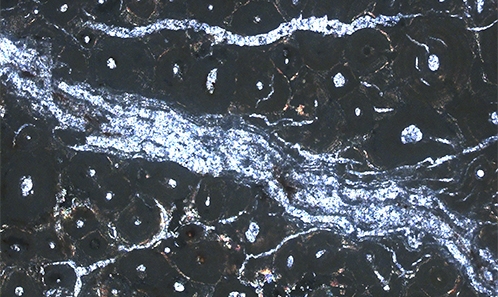 Taphonomie des vertébrés et aspects ichnologiques et sédimentologiques de la formation d’Açu (Albien-Cénomanien), bassin de Potiguar, nord-est du Brésil