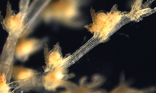 Premiers signalements d’espèces de charophytes (Charophyceae, Characeae) au Laos, avec description d’une nouvelle espèce <i>Nitella laotica </i> sp. nov. et typification de <i>Chara pseudohydropithys </i>Imahori