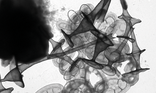 Taille du génome des chrysophytes coloniales