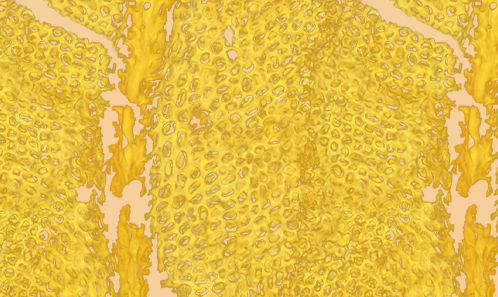 Variations morphologiques de <i>Macromitrium sulcatum </i>(Hook.) Brid. (Musci : Orthotrichaceae), avec quatre nouveaux synonymes étayés par des données moléculaires