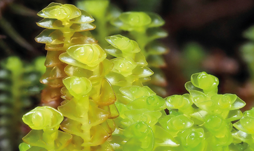 Une mise à jour de la check-list des bryophytes de la Réunion