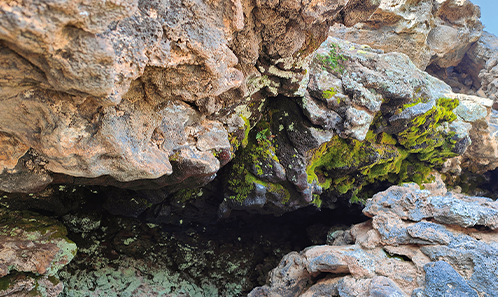 Refuges géothermiques bryophytiques dans le Khaybar White Volcano Geopark : perspectives biogéographiques et écologiques