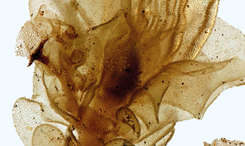 <i>Frullania pluricarinata</i> Gottsche (Frullaniaceae, Marchantiophyta) : une espèce d'hépatique oubliée dans la flore bryophytique brésilienne