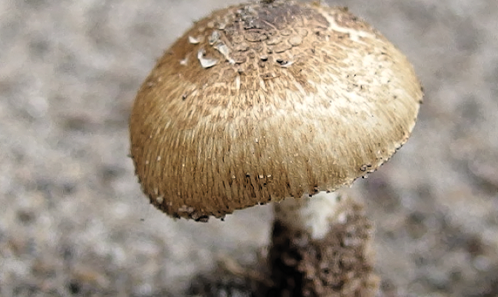 Découverte d’une nouvelle espèce du genre jusqu’alors monotypique <i>Nothocybe </i>Matheny & K.P.D. Latha de l’Inde tropicale