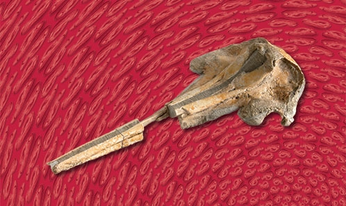 Un nouveau dauphin kentriodontidé (Cetacea, Odontoceti, Delphinida) du Miocène moyen du Pacifique sud-est