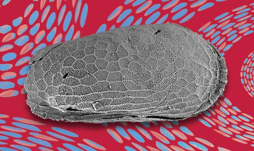 Communautés d’ostracodes au cours de suintements de fluides au Jurassique supérieur : le site de Sahune (Drôme, France)