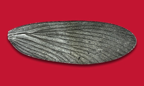 Un nouveau Parelmoidae (Insecta, Megasecopteromorpha, Diaphanopterodea) du Permien, de grande taille, découvert dans la province du Shanxi (Chine)